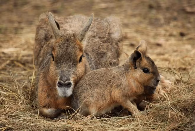 Patagonian Mara. Vừa giống thỏ, lại vừa giống chó, Patagonia Mara thực ra là một loài gặm nhấm đặc hữu của Argentina.