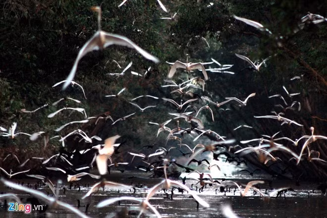 Các trải nghiệm nên có tại đây là đi xuồng, ngắm hoa sen, hái bông điên điển, thưởng thức các món ngon từ cá linh. Ảnh: Hải An.