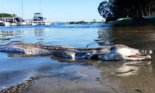 Hoang hon voi xac quai vat khong lo mom day rang nhon hoat