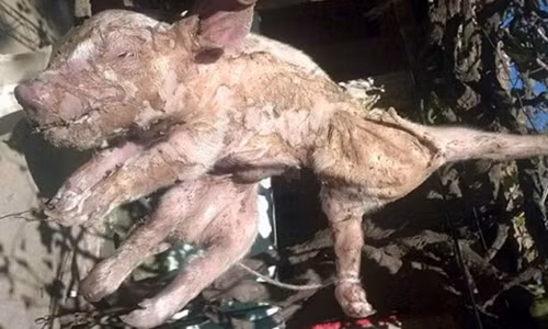 Hoang hon lon nai sinh lon con nhin nhu nhen khong lo