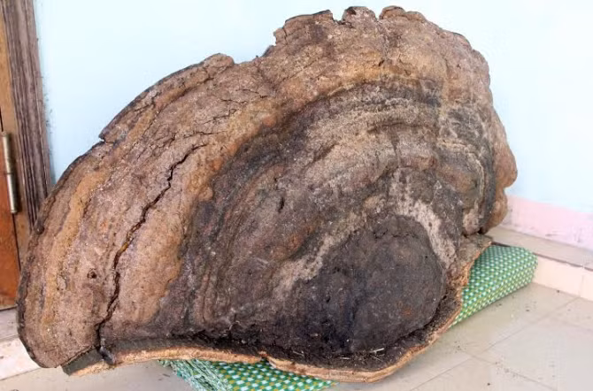 Ngoài cây nấm nặng 51,3 kg và 1 cây nấm nhỏ, hiện trong rừng sâu vẫn còn 5 cây chưa đưa được về.