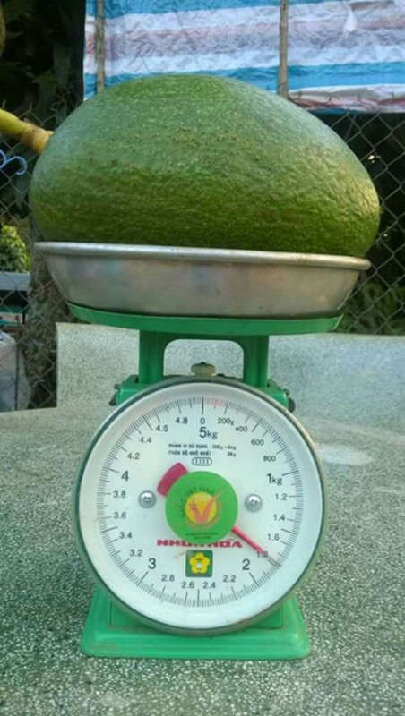 Giong bo quy ra qua to chua tung thay o Dak Nong