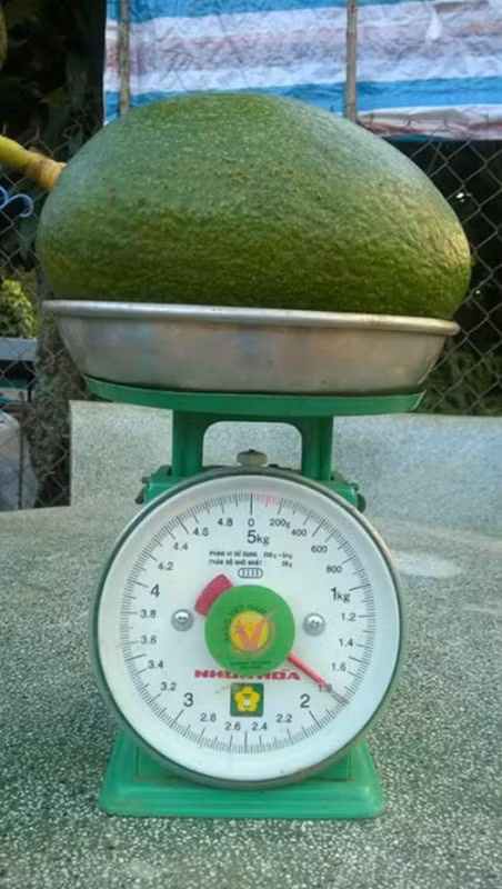 Giong bo quy ra qua to chua tung thay o Dak Nong