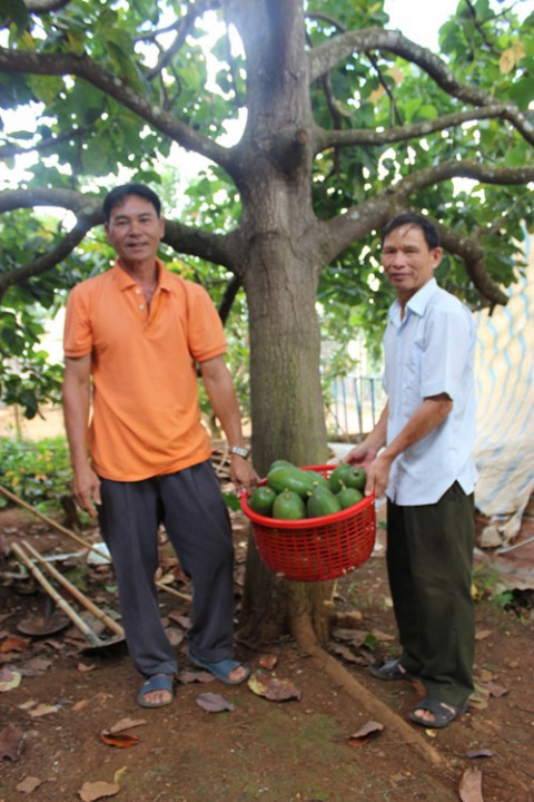 Giong bo quy ra qua to chua tung thay o Dak Nong-Hinh-2