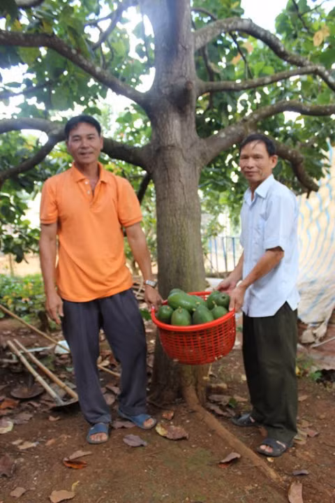 Giong bo quy ra qua to chua tung thay o Dak Nong-Hinh-2