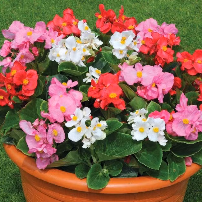 Cây thu hải đường trường sinh Đặt trong một khu vực có ánh sáng mặt trời phong phú, cây sẽ ra những cụm hoa trắng, hồng, đỏ rất đẹp mắt. Cây cần môi trường sinh sống được tưới tiêu nước tốt, có độ ẩm cao. Cây có thể lọc tốt benzene và các hóa chất được sinh ra bởi toluene, vốn có trong một số loại sáp và chất kết dính. Toluen chủ yếu được dùng làm dung môi hòa tan nhiều loại vật liệu như sơn, các loại nhựa tạo màng cho sơn, mực in, chất hóa học, cao su, mực in, chất kết dính... Tiếp xúc với toluene trong thời gian đủ dài có thể bị bệnh ung thư.