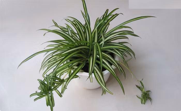 Cây dây nhện Loại cây này thường có thân dài, cuối thân dây điểm hoa trắng nhỏ hình ngôi sao. Có giống lá xanh tuyền hay lá xanh sọc trắng. Chỉ cần tưới khi nào đất gần khô. Cây ưa bóng râm vừa hay ngoài nắng. Đây là một lựa chọn tốt cho người mới làm vườn. Đặt một chậu cây trên bệ hay treo một giỏ ngoài cửa sổ đầy nắng, cây sẽ giúp bạn lọc formaldehyde, benzene phân tử trong không khí.