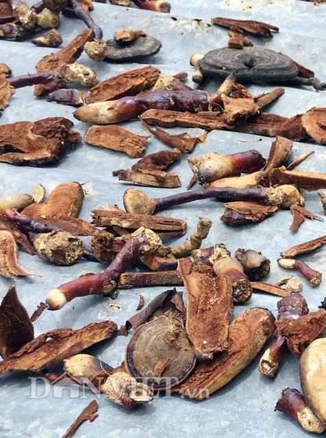 Do thời gian gần đây nhu cầu thị trường tiêu thụ rất mạnh, vì vậy nấm lim xanh tự nhiên bị nhiều người lùng tìm khiến số lượng thu hái được ngày càng ít. Nấm lim xanh tự nhiên mua được có kích cỡ cũng không lớn như trước mà chủ yếu là loại có thân bé cỡ như ngón tay út hoặc nhỏ hơn khá nhiều.