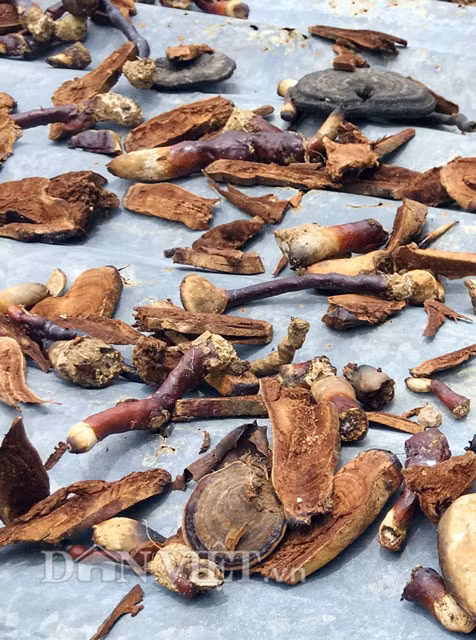 Do thời gian gần đây nhu cầu thị trường tiêu thụ rất mạnh, vì vậy nấm lim xanh tự nhiên bị nhiều người lùng tìm khiến số lượng thu hái được ngày càng ít. Nấm lim xanh tự nhiên mua được có kích cỡ cũng không lớn như trước mà chủ yếu là loại có thân bé cỡ như ngón tay út hoặc nhỏ hơn khá nhiều.