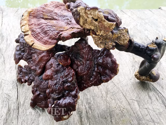 Theo các chủ thu mua nấm lim xanh tự nhiên ở các huyện miền núi Quảng Ngãi, loại pha trộn thường là nấm được trồng trong môi trường nhân tạo có chất lượng không tốt bằng thu hái ở tự nhiên, hoặc là một số loại nấm khác có hình dáng và màu sắc giống như nấm lim xanh. Vì vậy trước khi mua mà không tìm hiểu đặc điểm, để ý và tin vào lời quảng cáo của người bán thì rất dễ bị "hớ". Với kinh nghiệm thu mua nấm lim xanh rừng cả chục năm nay, bà Thúy (48 tuổi, ở thị trấn Di Lăng, huyện Sơn Hà) cho biết: "Nấm lim xanh tự nhiên có hình thức xù xì, xấu xí hơn so với nấm được trồng trong môi trường nhân tạo - nơi có điều kiện chăm sóc tốt. Mặt trên của cây nấm lim tự nhiên có nhiều chỗ bóng như sừng, còn mặt dưới thì mịn màng như nhung và có những chỗ nhỏ li ti do côn trùng đục, phá".