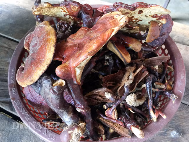 "Có những cây nấm có hình dáng giống nấm lim xanh đến mức ngay cả những chủ thu mua nếu "yếu" tay nghề cũng bị nhầm chứ không gì người tiêu dùng. Vì vậy để phân biệt tôi thường yêu cầu người thu hái phải lấy nguyên cả chân nấm có thớ gỗ cây lim xanh. Bởi lẽ hình dáng nấm thì có thể giống, nhưng đặc điểm loại gỗ (bám theo rễ của nấm hái) của cây lim xanh thì khó mà lẫn với các loại cây gỗ khác", bà Thúy tiết lộ. Tuy nhiên để tránh trường hợp người bán cố tình trộn lẫn nấm lim xanh thật - giả bằng cách cắt nhỏ, phơi khô rồi cho vào bao sẵn thì người mua nên đến các địa điểm uy tín và có địa chỉ rõ ràng, thân quen... để mua khi có nhu cầu sử dụng.