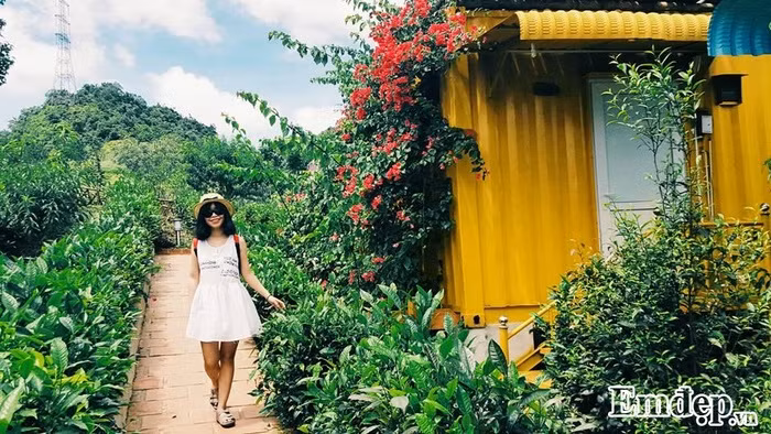 Chè được trồng ngay lối đi cạnh những ngôi nhà bé xinh. Cạnh đó là những hàng hoa tầm xuân, hoa giấy đang nở rộ khiến khung cảnh trở nên mơ màng. Bạn tha hồ tạo dáng để có những bức hình "check-in" độc đáo và lung linh nhất.