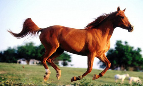 Top 6 con giap “tinh cu khong ru cung den“