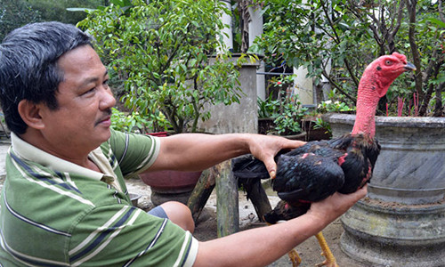 Chuyen chua biet ve tuyet chieu huan luyen da ga kiem tien 