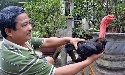 Chuyen chua biet ve tuyet chieu huan luyen da ga kiem tien 