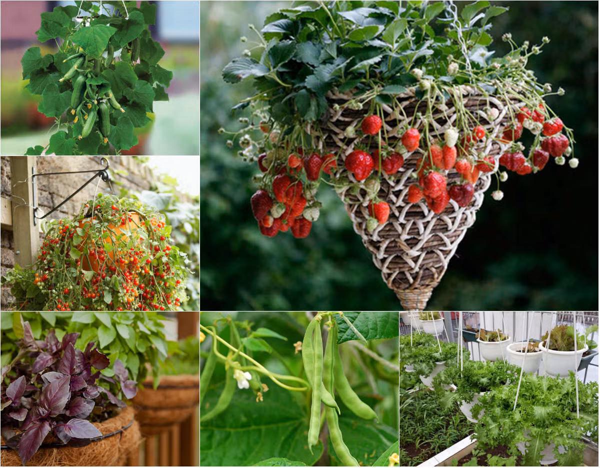 7 loai rau cu nguoi dan pho co the trong trong gio treo