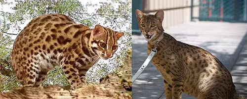 Thực hư mèo quý trị giá tiền tỉ bị nhóm thanh niên xẻ thịt - Hình 2 Thuc hu meo quy tri gia tien ti bi nhom thanh nien xe thit-Hinh-2