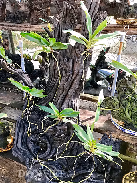 Lan ghép bám rễ và sinh trưởng tốt