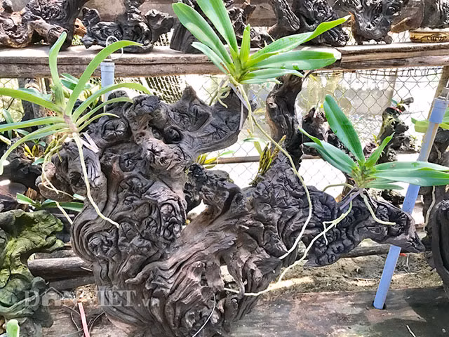 Sau hơn 2 tháng ghép, ông Trung thấy gần như 100% số lan ghép trên lõi muồng đều sống và phát triển tốt. Dù vẫn chưa ra hoa, thế nhưng số lan được ghép trên những lõi gốc cây muồng cháy mang hình dáng lạ và độc đáo, đã làm dân chơi lan kiểng nhìn thấy đều mê mẩn. Theo đó nhiều người đã trả giá 2-4 triệu đồng/gốc, nhưng ông Trung vẫn lắc đầu từ chối.