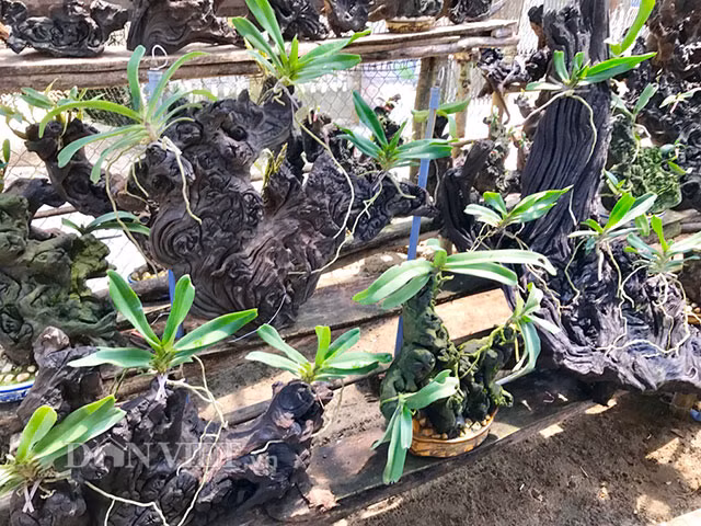 "Một lần, tình cờ thấy số lan ghép trên các đoạn gỗ tạp mềm không đẹp, tôi chợt nảy ra ý tưởng với số lõi gốc muồng đã có bằng cách nếu ghép lan sống và ra hoa thì sẽ bán được giá cao hơn gấp hàng chục lần", ông Trung cho biết thêm. Nghĩ là làm, sau khi chọn số đoạn lõi có dáng đẹp, ông Trung đầu tư 6 triệu đồng để mua giống lan Ngọc điểm về ghép trên khoảng 50 đoạn lõi muồng, với số lượng 3-5 nhánh lan/đoạn hoặc gốc.