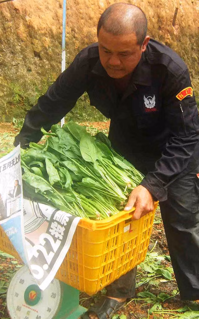 Thu lai cao ngat nguong nho rau cai... “than ky”-Hinh-2