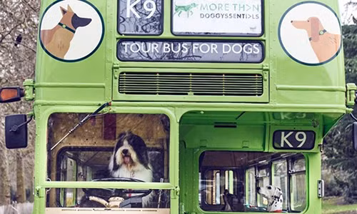 Tour tham quan thanh pho danh rieng cho cho cung