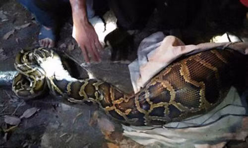 Tom song tran khong lo dang nuot de con 20kg