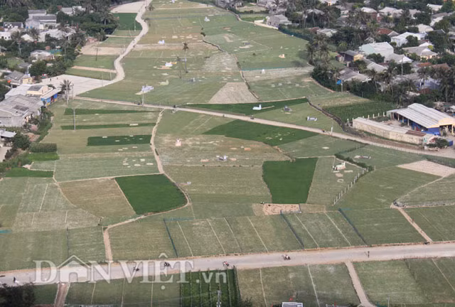 "Thế nhưng năm nay thì ngược lại, tỏi liên tục tăng giá từ 50.000, 70.000... và hiện là 160.000 đồng/kg khô mà cũng không có để bán”, bà Lê Thị Phụng (43 tuổi), người dân ở thôn Đông, xã An Hải cho biết. Không chỉ người trồng, mà nhiều chủ đại lý thu mua cũng "trúng mánh đậm", ông Lê Văn Mịnh (50 tuổi), ở thôn Tây, xã An Vĩnh không giấu giếm: "Với 1 tấn tỏi khô mua trữ lại từ lúc cuối vụ, với giá 120.000 đồng/kg. Vừa qua tôi đã bán lại thu lời gần 35 triệu đồng".