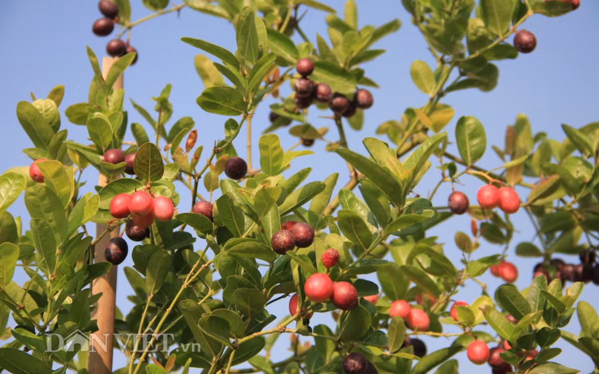 Ngoài những giờ làm việc căng thẳng, chị Tâm còn tự tay chăm chút khu vườn có nhiều loại rau, quả "độc, lạ" trên ban công, sân thượng tầng 5,6.