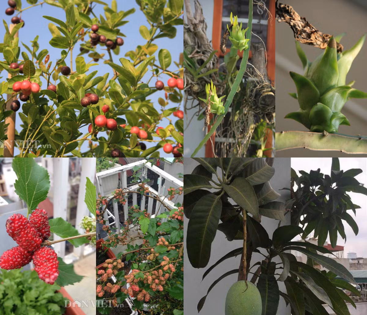 Nhu cầu rau, củ, quả sạch thì ai cũng có, nhưng giữa chốn phồn hoa đô thị, đất chật người đông, tấc đất tấc vàng thì không phải ai cũng có điều kiện sở hữu những vườn rau, củ, quả sạch tự cung tự cấp. Ấy thế mà, với vợ chồng chị Nguyễn Thanh Tâm (Đội Cấn, Ba Đình, Hà Nội), nhu cầu ấy đã được giải quyết một cách nhanh gọn khi mà từ cách đây hơn 4 năm, những khoảng trống trên sân thượng của ngôi nhà 6 tầng đã được anh chị quyết định sẽ tận dụng để trồng rau xanh, quả sạch.