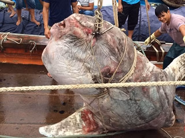 Ngu dan Quynh Luu ke chuyen bat duoc ca khung mua bao