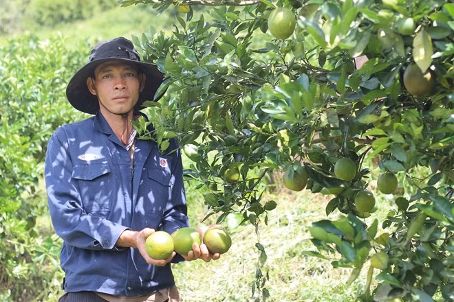 Cam ruot do Cara Cara hang hiem gia binh dan hot bac-Hinh-2