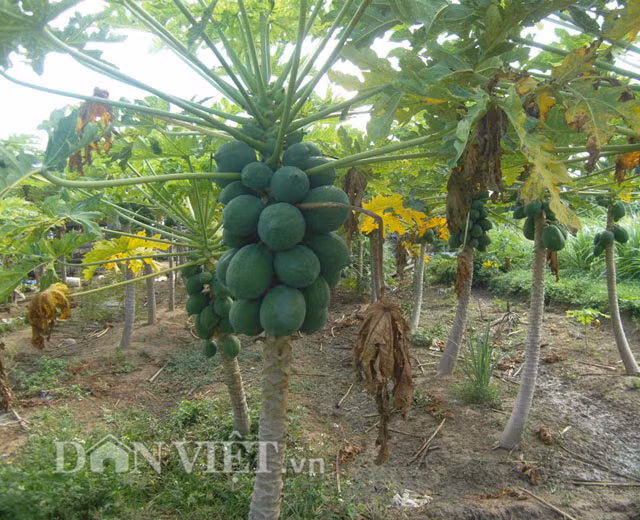 Không riêng gì hộ anh Trung, vườn đu đủ của chị Nguyễn Thị May cùng trú tại địa phương có 400 gốc được trên 9 tháng tuổi thì có tới hơn 95% diện tích cho ra những quả tí hon. Chị May cho hay, nắng nóng tưởng chừng vườn đu đủ chết hết, nhờ gia đình cố gắng đầu tư khoan giếng để tưới tiêu nên đu đủ vẫn cho ra hoa, trái. Đu đủ tí hon tuy thời gian hái lâu nhưng thương lái không ai chê, vì đu đủ hiện đang khan hiếm và bán được giá nhất so với những năm trước. Bình quân hiện mỗi tháng chị May thu nhập trên 12 triệu đồng từ bán quả đu đủ tí hon.