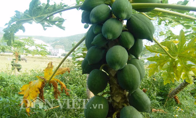 Người trồng đu đủ tại huyện Thuận Bắc (Ninh Thuận) cho biết, do thời tiết nắng nóng kéo dài dẫn đến thiếu nước tưới nên quả đu đủ nhỏ hơn mọi năm. Tuy nhiên, những quả đu đủ tí hon đang bán được giá cao, với giá bán từ 6.000 – 8.000 đồng/kg như hiện nay các nông dân vẫn đang có lãi.