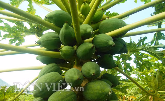 Anh Đỗ Văn Trung (xã Công Hải, huyện Thuận Bắc) có thâm niên trồng đu đủ được 5 năm nay cho biết: “Kể từ năm 2011 trở lại đây, năm nào tôi cũng trồng đu đủ, cứ mỗi vụ thu nhập từ 40 – 50 triệu đồng sau khi trừ chi phí. Đây là giống cây dễ trồng, dễ bán”. Năm nay, gia đình anh trồng trên 700 gốc đu đủ đang giai đoạn ra quả thì gặp thời tiết nắng hạn nên cho quả nhỏ. Không riêng gì vườn của gia đình anh mà một số vườn khác cũng cho quả tí hon, 2, 3 quả mới được 1kg.