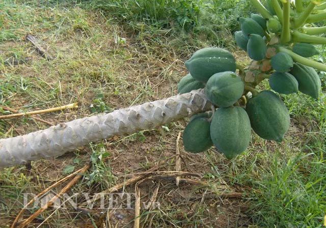 Theo anh, các năm trước mỗi quả đu đủ có trọng lượng từ 1,3 – 1,5kg, riêng năm nay thì khác, gom nhiều quả mới đủ một kg. Nhưng điều khác biệt, giá bán năm nay cao hơn so với các năm trước, tăng từ 2.000 – 2.500 đồng/kg. Anh Trung cho biết, vườn đu đủ của gia đình anh được 8 tháng tuổi, cây và quả đều tí hon, mặc dù vậy, các thương lái vẫn mê mẩn, có đến 4- 5 thương lái đến hỏi mua nhưng không đủ cung cấp. Cứ 9 - 10 ngày anh Trung lại thu hoạch một đợt, mỗi đợt trên 2,5 tấn, giá bán 6.000 – 8.000 đồng/kg, trừ chi phí lãi hơn 10 triệu đồng/đợt.