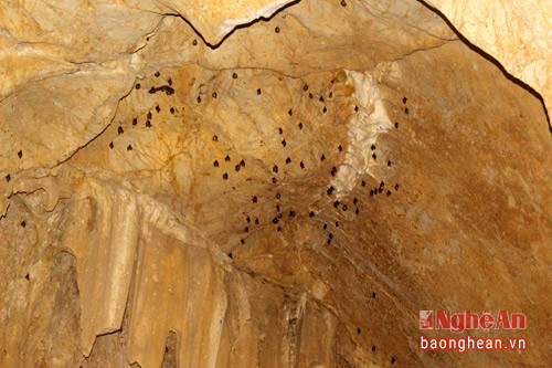 Đỉnh hang là nơi ngủ nghỉ của các loài dơi, cứ rọi đèn pin tới đâu là dơi bay tới đó.