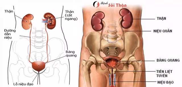2. Ngăn ngừa bệnh thận. Uống nước cam thường xuyên ngăn ngừa các bệnh về thận và làm giảm nguy cơ sỏi thận. Lưu ý: uống nước trái cây với lượng vừa phải. Hàm lượng đường cao trong nước ép trái cây có thể gây sâu răng và hàm lượng axit cao có thể làm hỏng men nếu tiêu thụ quá nhiều.