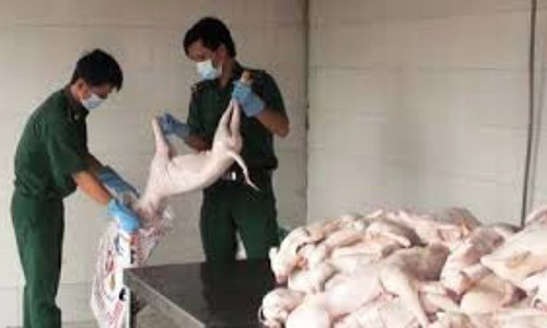 Hai hung heo sua ban van co dau kiem dich