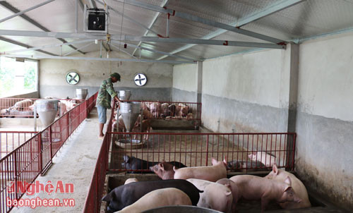 Dẫn chúng tôi đi thăm trang trại, anh Bùi Quang Huỳnh, thôn 1, xã Thạch Sơn, huyện Anh Sơn, Nghệ An chia sẻ: Tốt nghiệp THPT, Huỳnh quyết định lập nghiệp ở ngay trên chính mảnh đất quê hương. Năm 2013, khi xã có chủ trương cho thuê đất để người dân xây dựng trang trại, vậy là Huỳnh bàn với gia đình nhận 2 ha vùng đất hoang để cải tạo thành mô hình kinh tế tổng hợp. Đầu năm 2016, anh Huỳnh đầu tư hệ thống chuồng trại để chăn nuôi lợn thịt. Hiện nay mỗi lứa anh nuôi 100 con, mỗi năm 4 lứa. Tính bình quân, mỗi năm thu nhập từ lợn xấp xỉ cũng 1 tỷ đồng. Sau khi trừ chi phí còn thu lãi từ 200 - 250 triệu đồng.