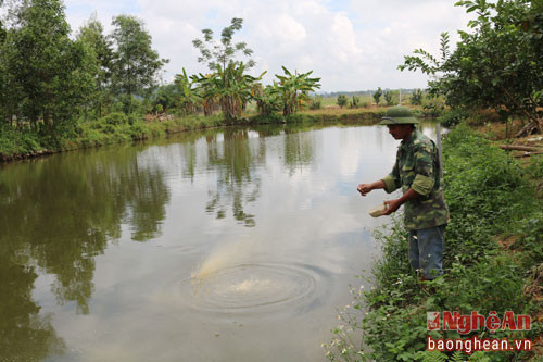 Với lợi thế tự nhiên, anh còn đào 3 sào ao để thả cá. Việc nuôi cá còn giúp anh tận dụng được nguồn chất thải trong chăn nuôi lợn và gà, vừa cải tạo môi trường vừa giúp cho gia đình anh có thêm nguồn thu nhập. Hiện anh tập trung nuôi các loại cá như rô phi, trê phi…