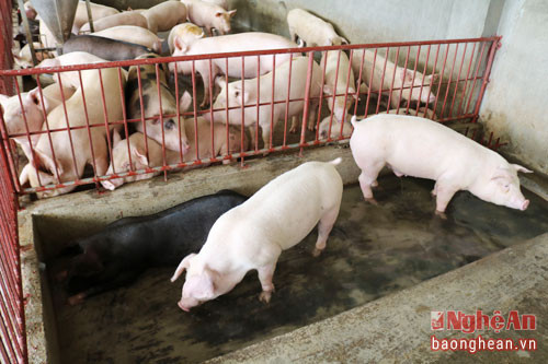 Đàn lợn còn được tắm mát mỗi ngày nhờ hệ thống bể nước được xây dựng ngay tại chuồng.