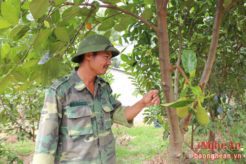 Trên diện tích 1 ha đất vườn, chàng nông dân 8X còn tập trung phát triển vườn cây ăn quả như: 250 gốc mít Thái và 100 gốc bưởi da xanh, hàng chục gốc ổi.