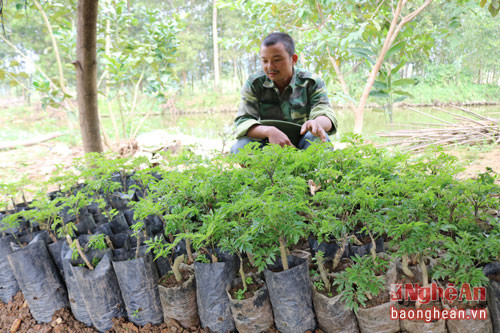 Tận dụng diện tích, anh Bùi Quang Huỳnh còn ươm 1.000 gốc cây đinh lăng để trồng dưới tán cây. Dự tính từ nguồn cây dược liệu này tương lai sẽ giúp anh có nguồn thu không nhỏ. Anh Huỳnh cho biết thêm: Từ mô hình kinh tế tổng hợp đa cây, đa con không chỉ là biện pháp lấy ngắn nuôi dài mà còn giúp cho anh có nguồn thu nhập đáng kể.