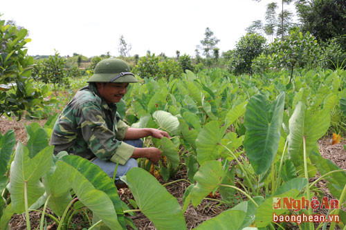 2 sào khoai môn cũng được anh Bùi Quang Huỳnh trồng trong vườn và cho giá trị kinh tế cao.