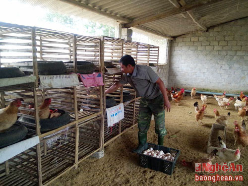 Ngoài chăn nuôi lợn, anh Huỳnh còn nuôi 2.000 con gà đẻ mỗi năm. Mỗi ngày, anh cung cấp hàng nghìn quả trứng sạch cho người tiêu dùng trên địa bàn. Từ việc nuôi 2.000 con gà đẻ, sau khi trừ chi phí anh cũng thu lãi trên 100 triệu đồng/năm.