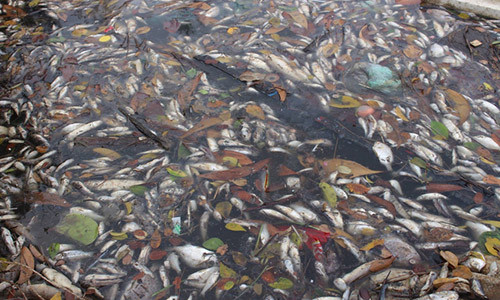 Không chỉ có cá biển chết hàng loạt, nhiều vùng ở cửa sông, vùng nước lợ và lồng nuôi cá của người dân cũng bị ảnh hưởng. Ảnh L.Chung