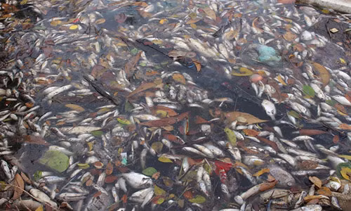 Không chỉ có cá biển chết hàng loạt, nhiều vùng ở cửa sông, vùng nước lợ và lồng nuôi cá của người dân cũng bị ảnh hưởng. Ảnh L.Chung