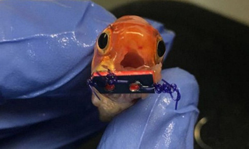 Lan dau tien trong lich su, ca duoc nieng rang giong con nguoi