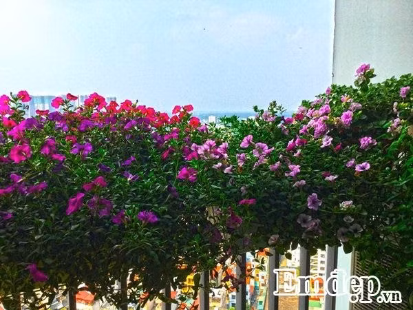 Anh Vượng cho hay, dù có rất nhiều loài hoa đẹp, tạo vẻ rực rỡ và sức sống cho ban công nhưng không phù hợp với tính chất công việc của anh. Anh thường bận bịu với công việc tối ngày, không có nhiều thời gian chăm chút cho những chậu hoa nên anh quyết định chọn dạ yến thảo, loài hoa dễ dàng mang đến nét đẹp duyên dáng, tăng vẻ đẹp bắt mắt, nổi bật cho ban công nhờ sắc màu của những bông hoa và cũng không tốn quá nhiều thời gian chăm sóc như hoa hồng hay phong lan.